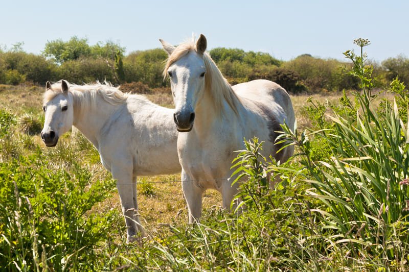Dépannage plomberie à Aimargues – fuite, WC, robinetterie